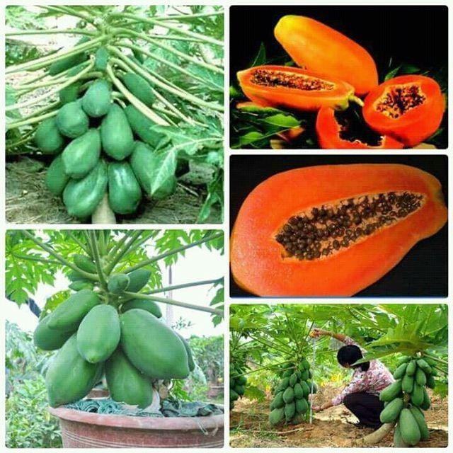 Cây giống đu đủ lùn ruột đỏ