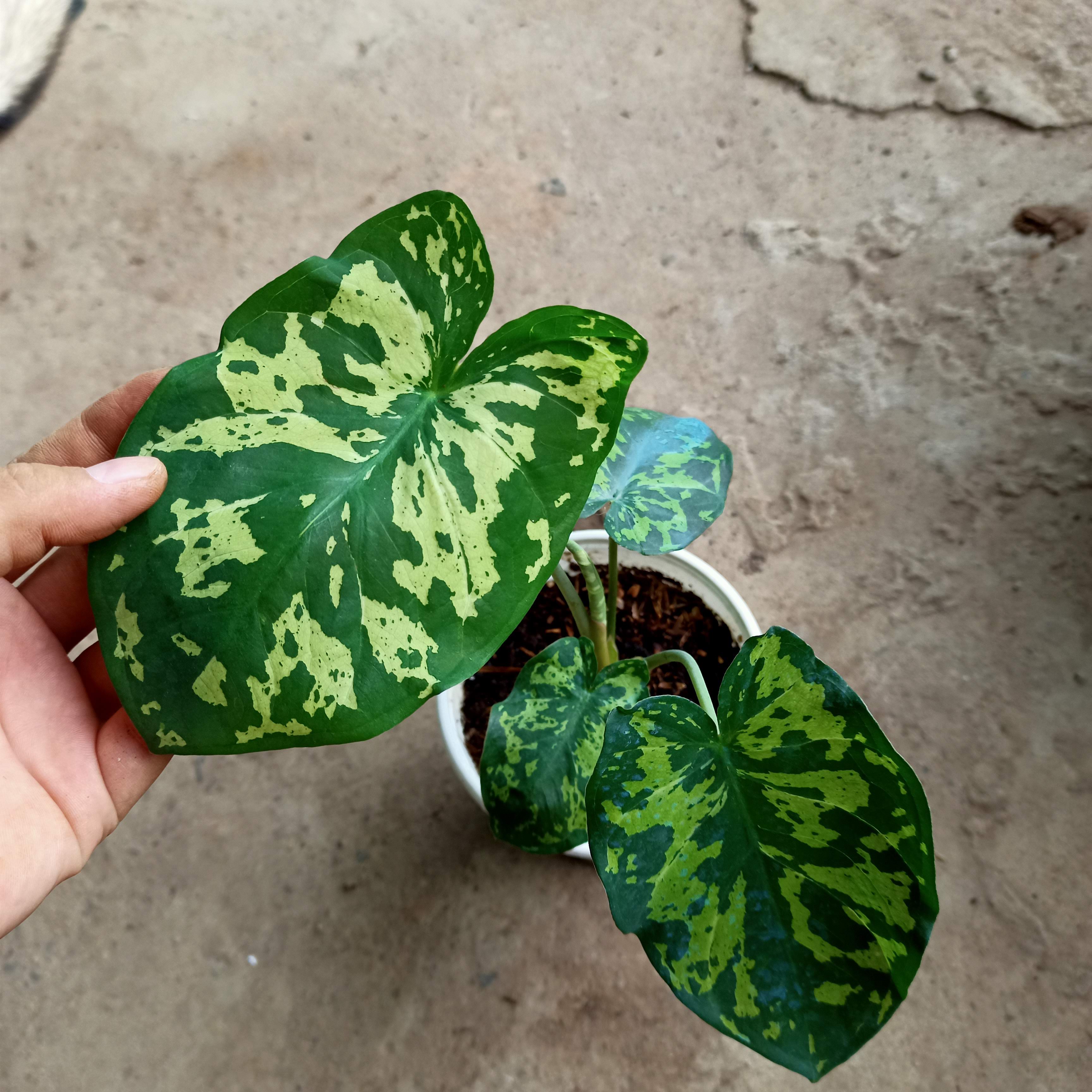 Chậu cây môn lính đặc công- Hilo beauty Caladium