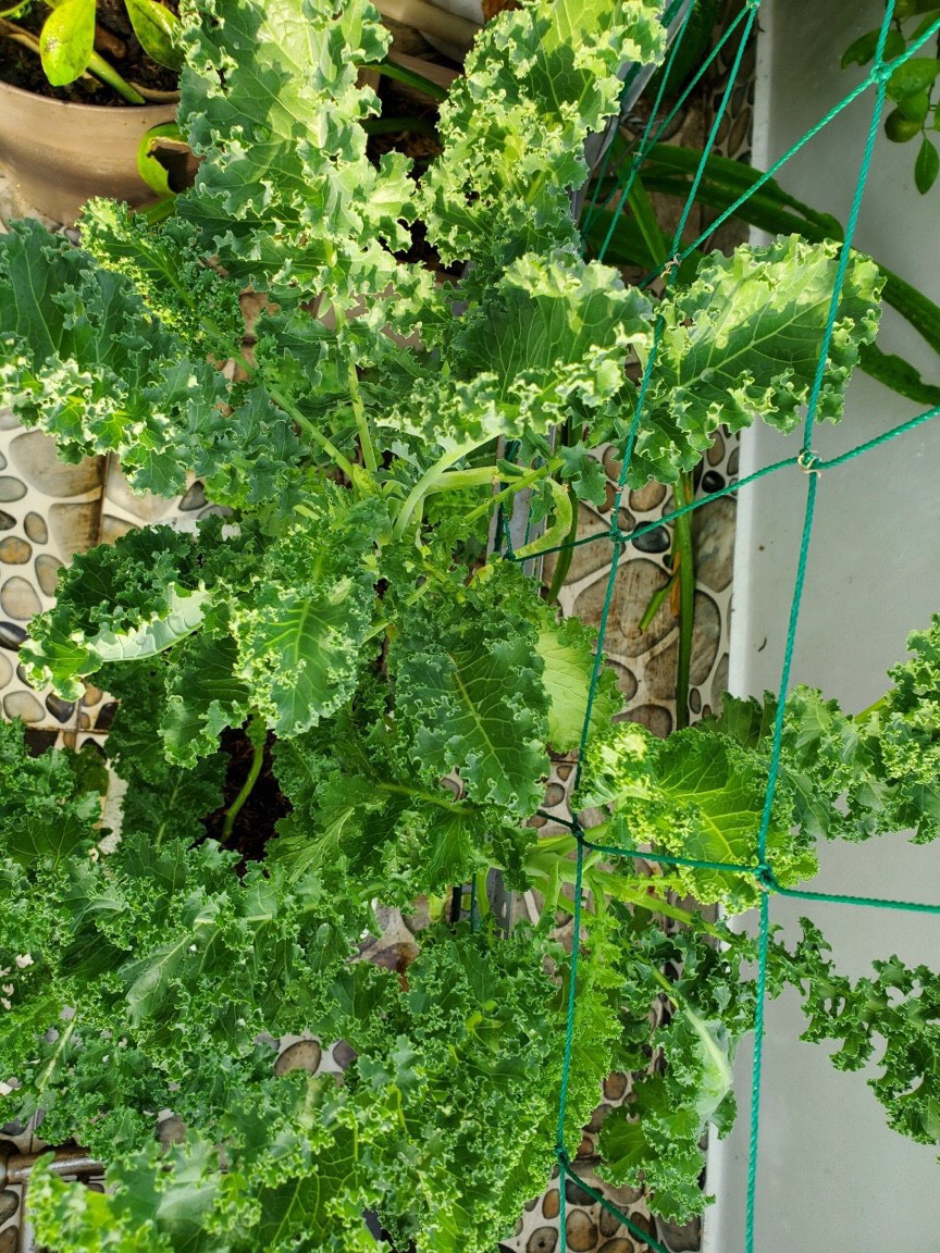 Hạt giống cải xoăn Kale rạng đông