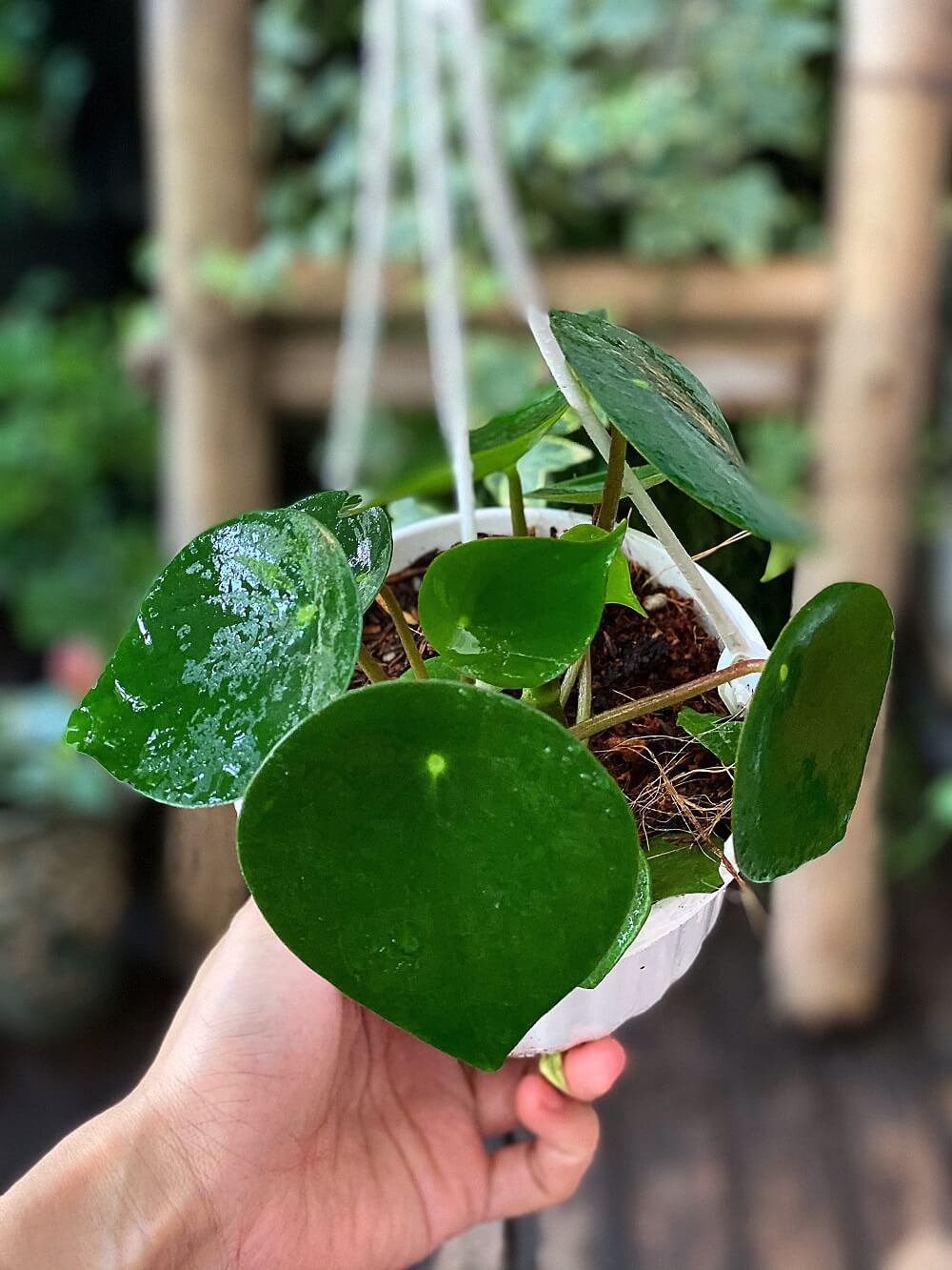 Cây Peperomia polybotrya Raindrop (Cây Giọt Mưa) chậu treo bí ngô