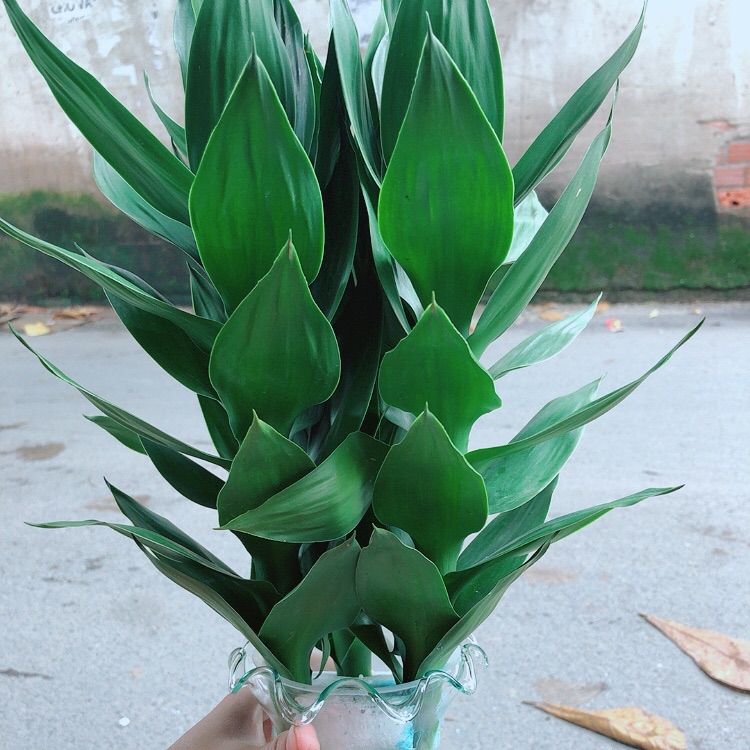 Phát Tài Búp Sen Kèm Chậu Thuỷ Tinh