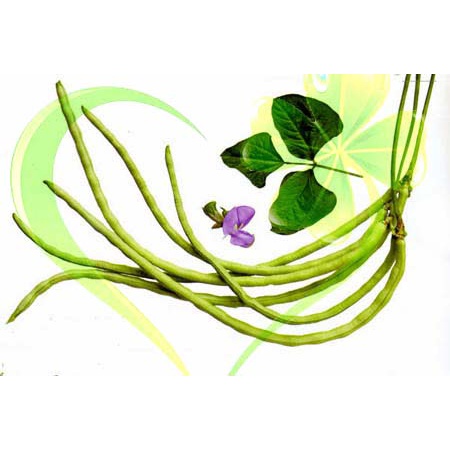 Hạt giống đậu đũa hạt đen dạng cây - Gói 20g