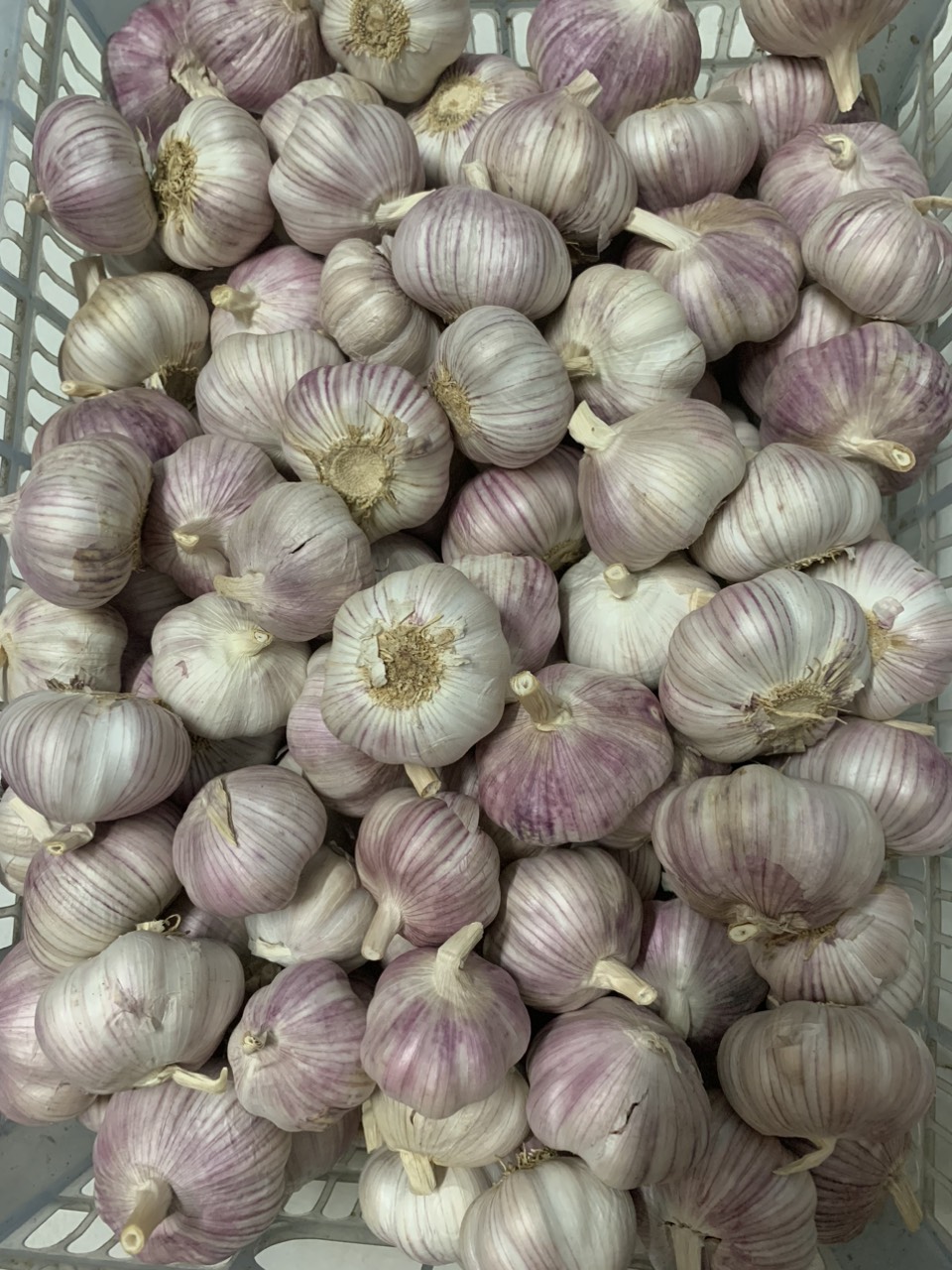 Tỏi lụa phan rang 1kg