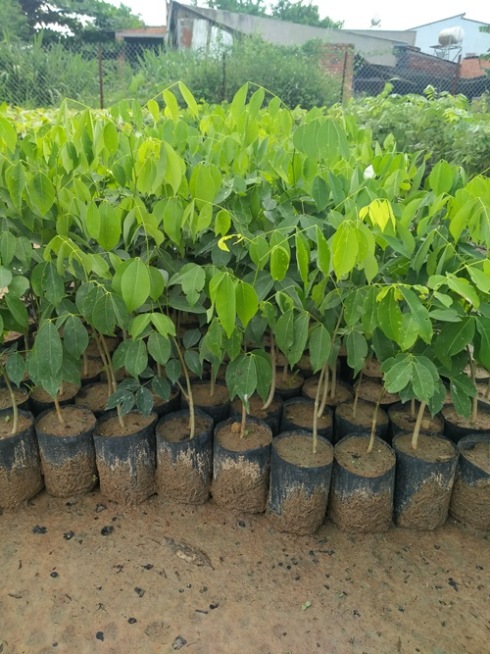 Combo 6 cây gõ đỏ