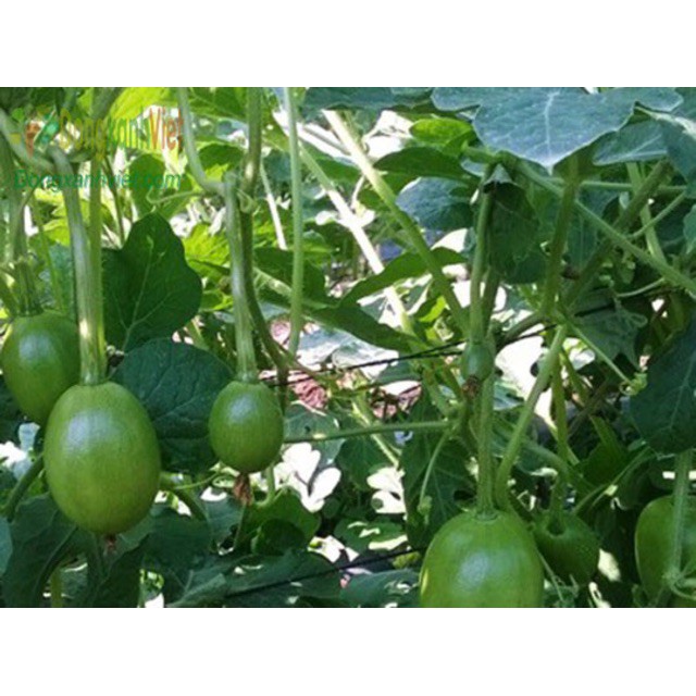Hạt Giống Dưa Hấu Thu Non (Dưa Canh) Gói 2gr - RADO 701