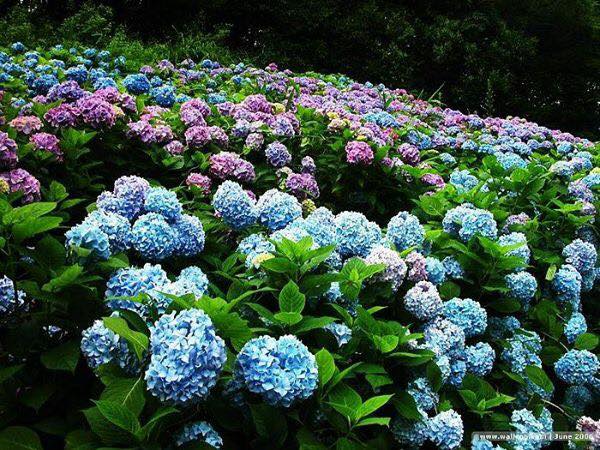 4 vườn hoa cẩm tú cầu Đà Lạt khiến du khách “quên lối về”
