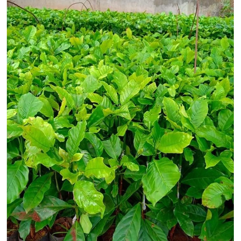 Cây cà phê culi siêu trái _cây giống cao nguyên xanh