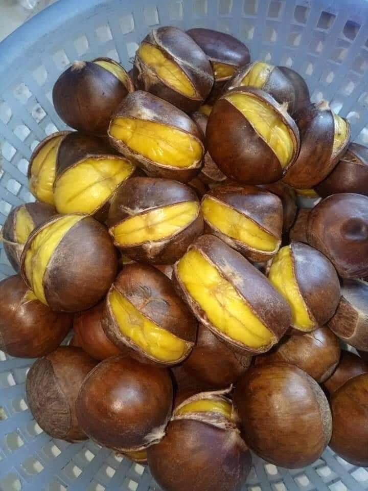 Hạt dẻ Trung Khánh