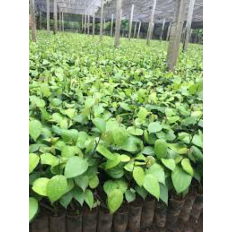 Tiêu giống ăn hạt (tiêu ác vĩnh linh)