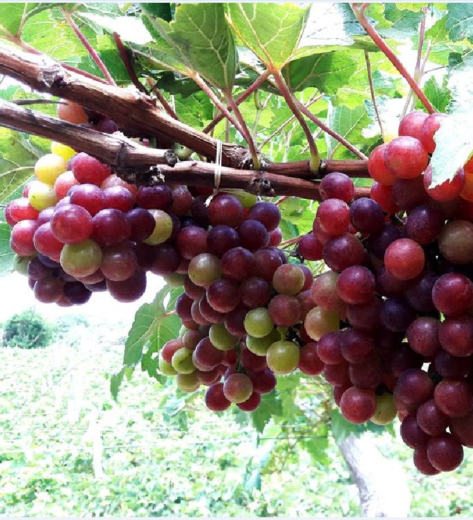 Hạt giống nho leo giàn 10 hạt/gói ( TẶNG gói kích thích hỗ trợ hạt nảy mầm)