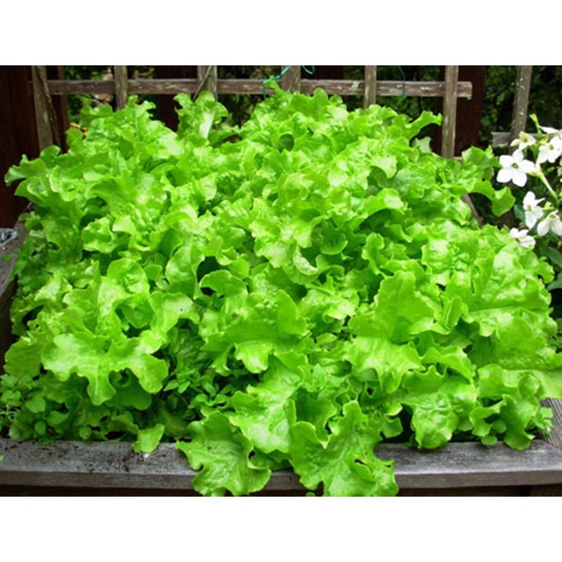 Hạt giống Xà lách xoăn xanh