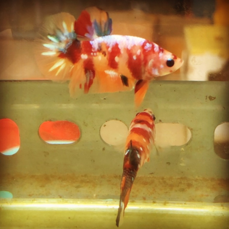 BETTA COI NEMO GALAXY ( 1 CẶP TRỐNG & MÁI )