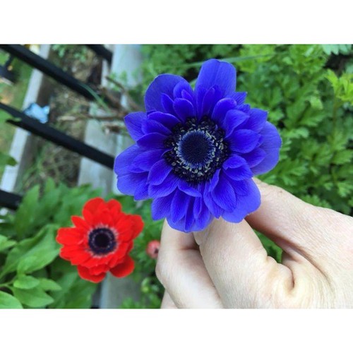 Củ Hoa Anemone hoa màu Xanh-Thu mẫu đơn - 1 củ