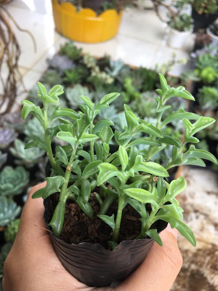 Sedum cá heo nhảy