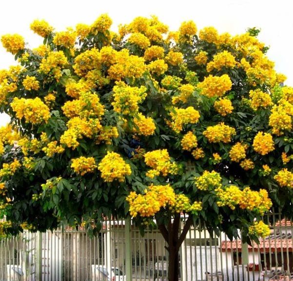 "gói 5 hạt " hạt giống cây giáng hương ct546