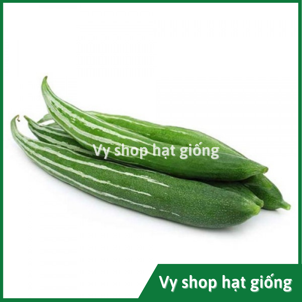 Hạt giống lặc lè (lặc lày, mướp mèo, mướp ngọt...) gói 5 hạt nhập Thái Lan