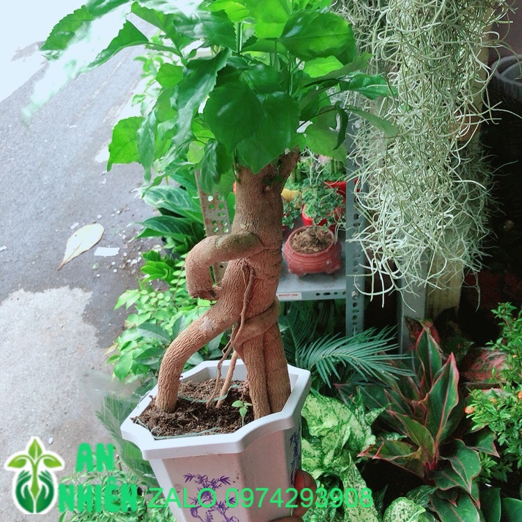 Chậu Cây Hạnh Phúc Bonsai