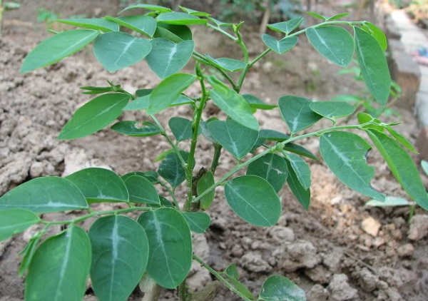 Rau ngót hàng bầu.