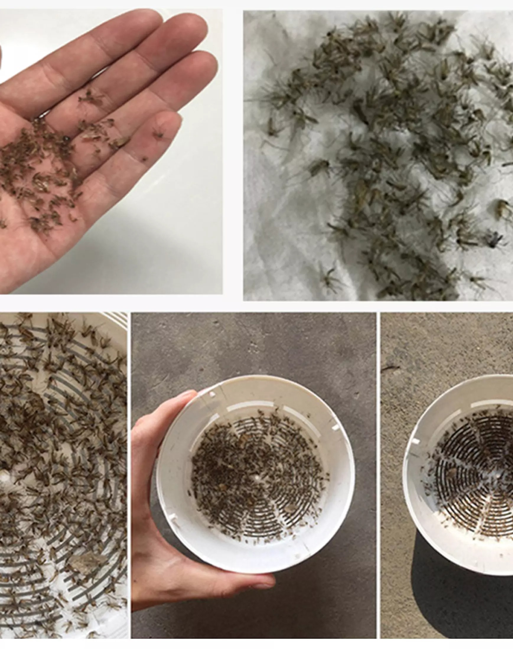 Đèn Bắt Muỗi Và Côn Trùng Thông Minh. Hiệu Quả Bắt Sạch Muỗi Trong Phòng Chỉ Sau 1 Đêm- Sản Phẩm Đã Được Kiểm Chứng - An Toàn Tuyêt Đối Cho Phòng Ngủ Của Bạn - Bảo Hành Toàn Quốc 1 Đổi 1 Mega Big 5.0
