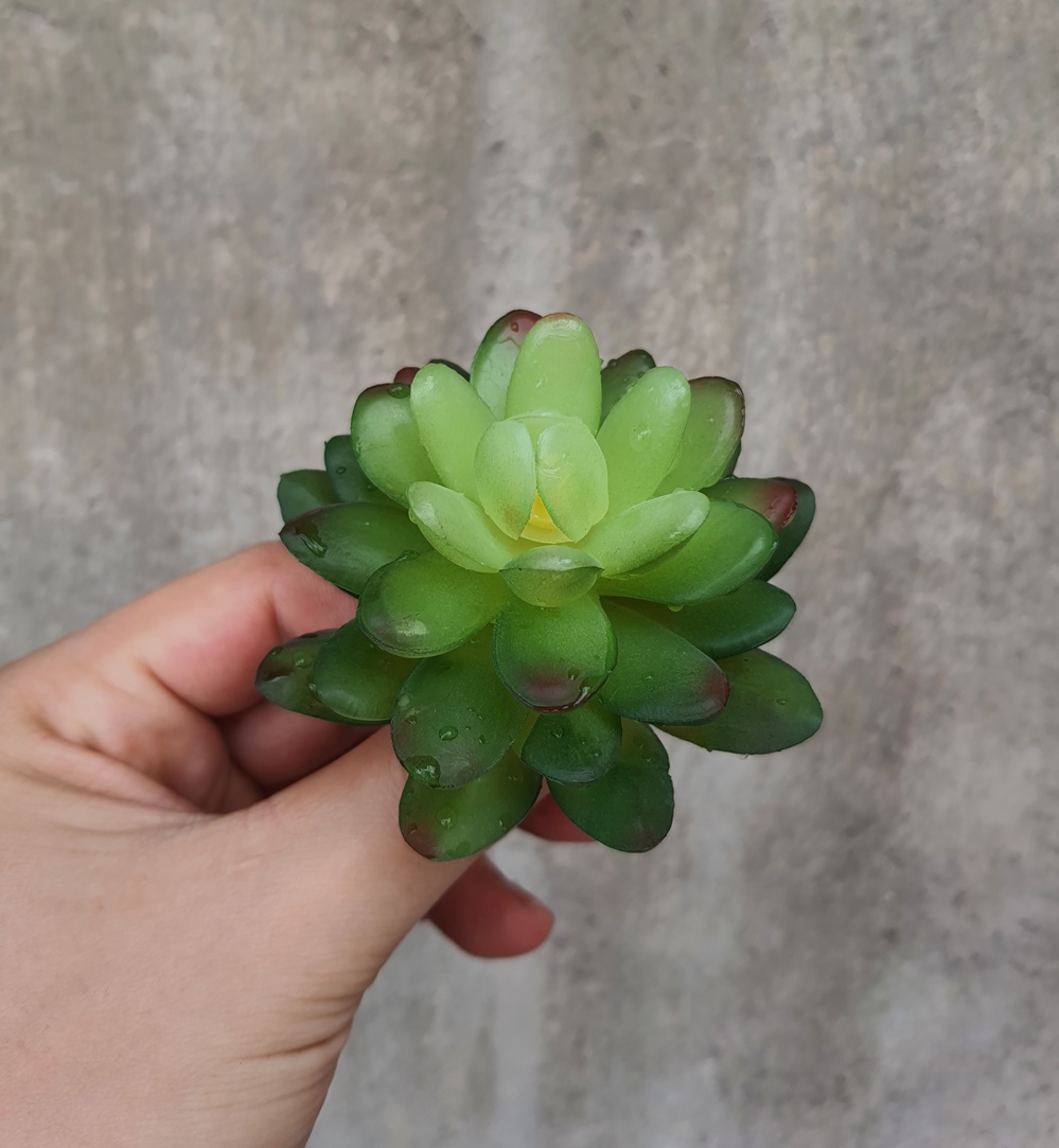 Cây hoa nhựa: Sen đá Ruby xanh nhựa