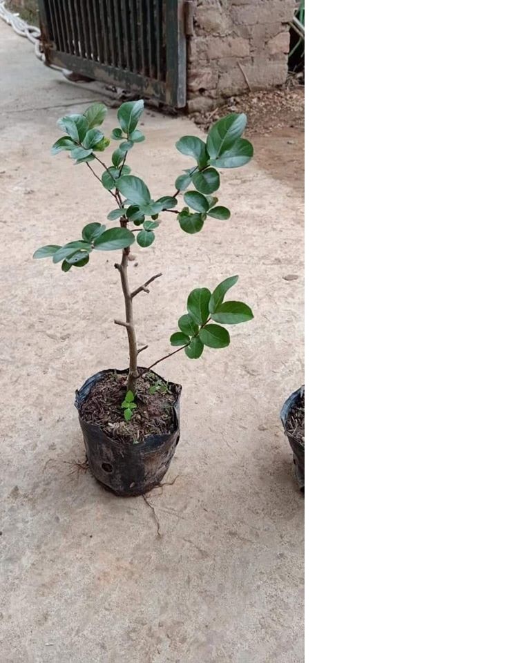 Cây hoa tường vy bầu lớn - FREE SHIP TỪ 50K