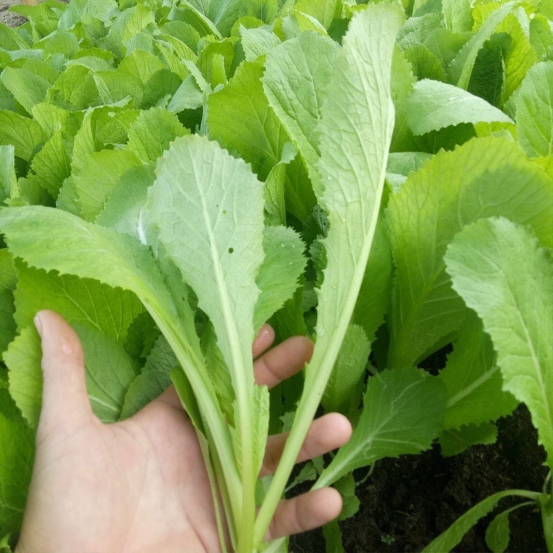20gr Hạt Giống Cải Bẹ Xanh