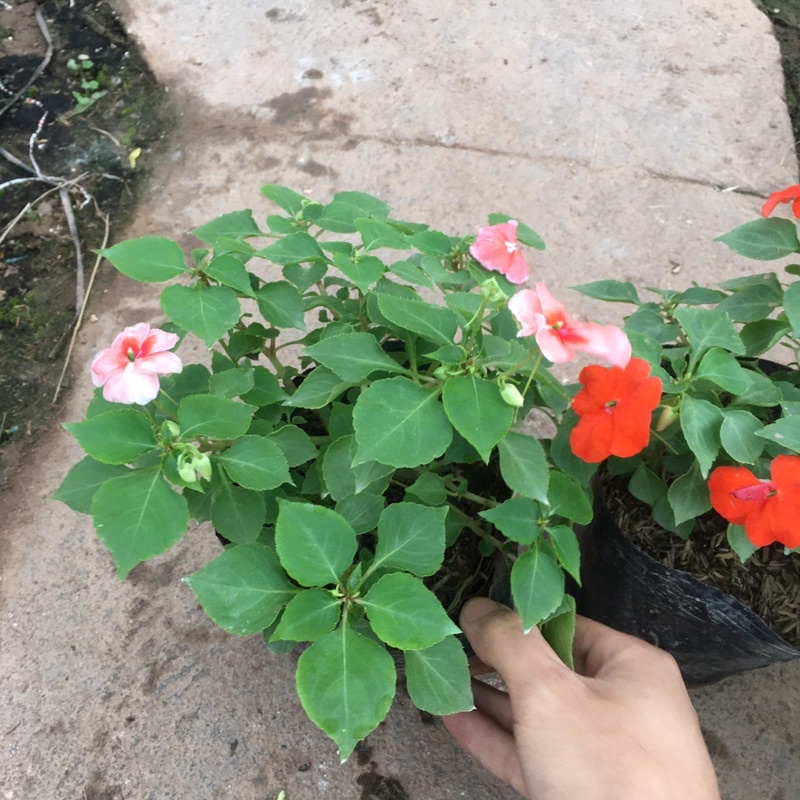 [CHỈ GIAO MIỀN BẮC] Hoa Ngọc Thảo Đơn Sẵn Nụ Và Hoa (Cây Như Ảnh)