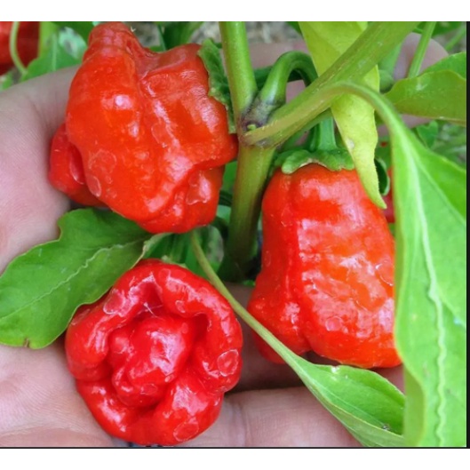 Gói 10 hạt giống ớt Jamaica đỏ