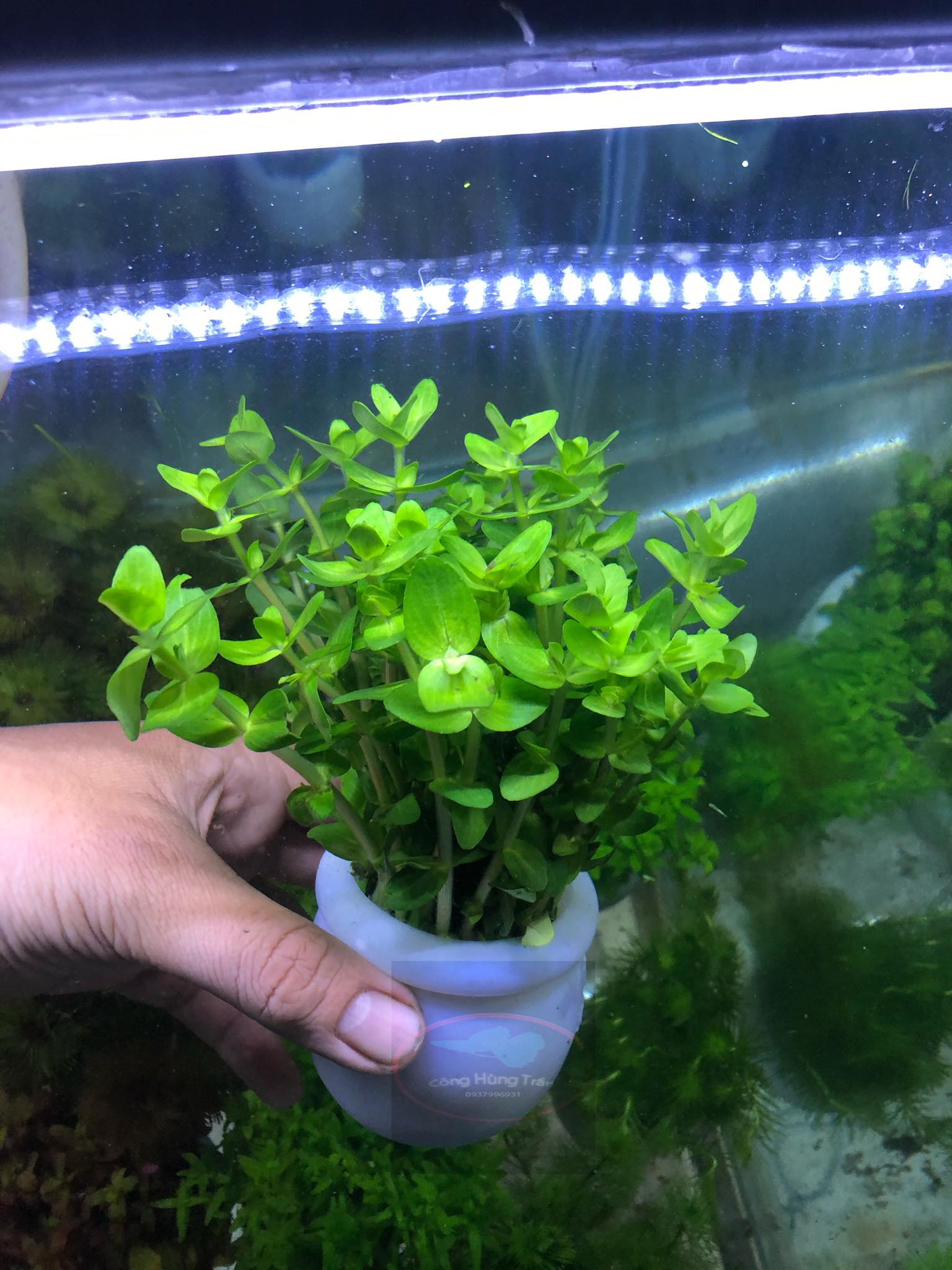 Cây thủy sinh Lệ Nhi (Hậu cảnh)