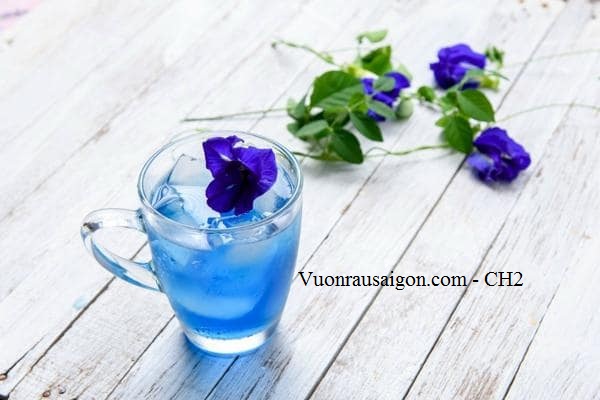 Hạt giống hoa đậu biếc