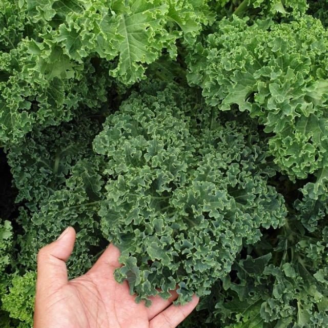 Hạt giống cải xoăn KALE gói 2gr