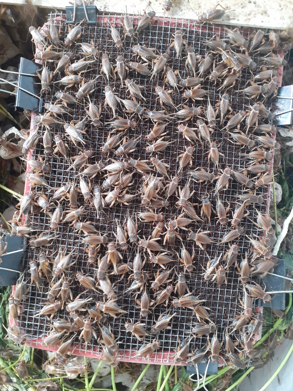 Sản phẩm giống trứng dế chất lượng
