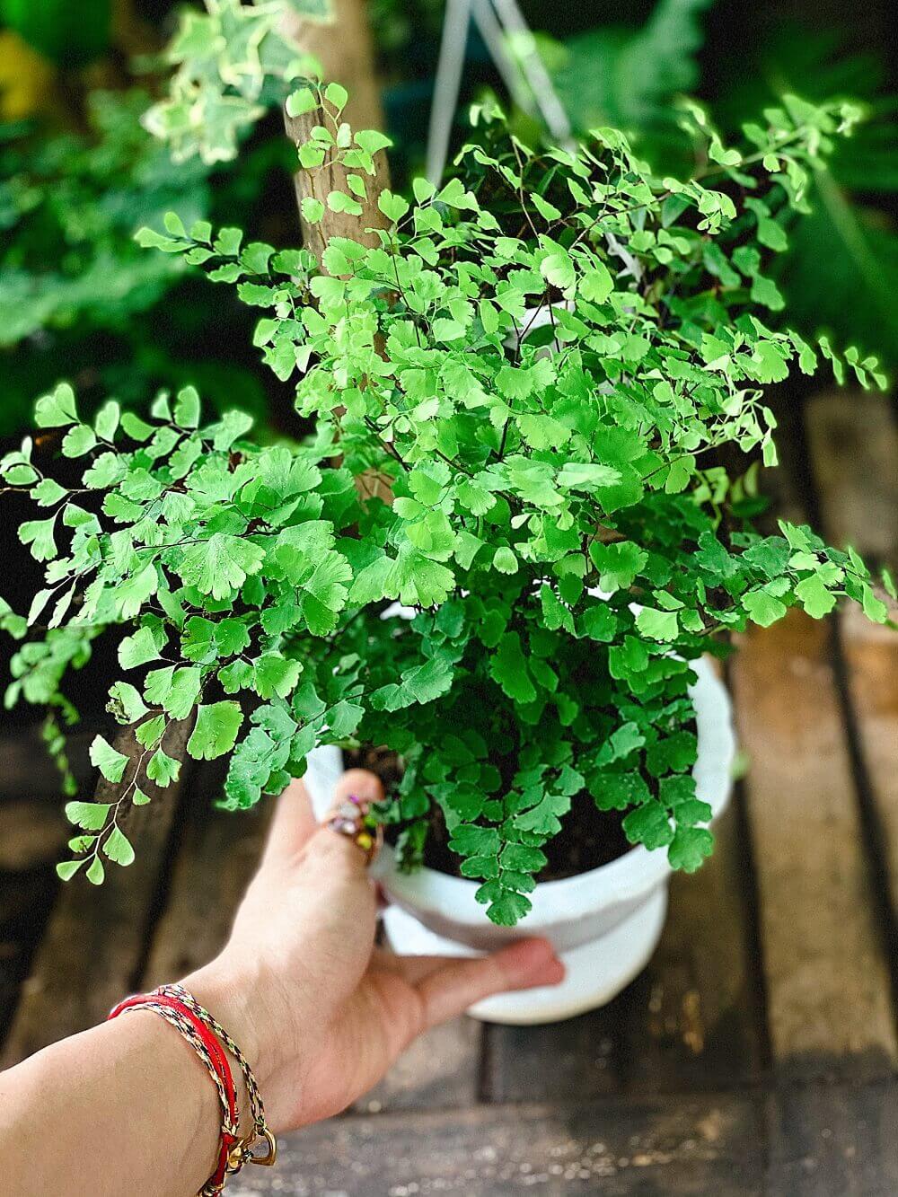 Cây Adiantum capillus-veneris (Dương Xỉ Tóc Thần Vệ Nữ) chậu men trắng