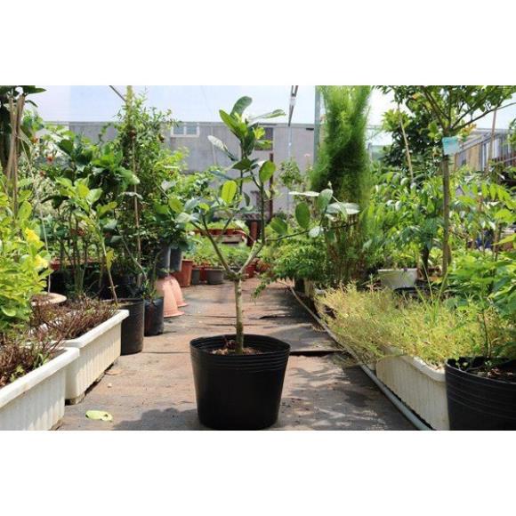 Cây chanh vàng EUREKA giống cao 70cm-90cm