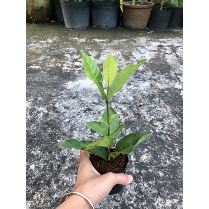 Cây giống bông trang Mỹ cam