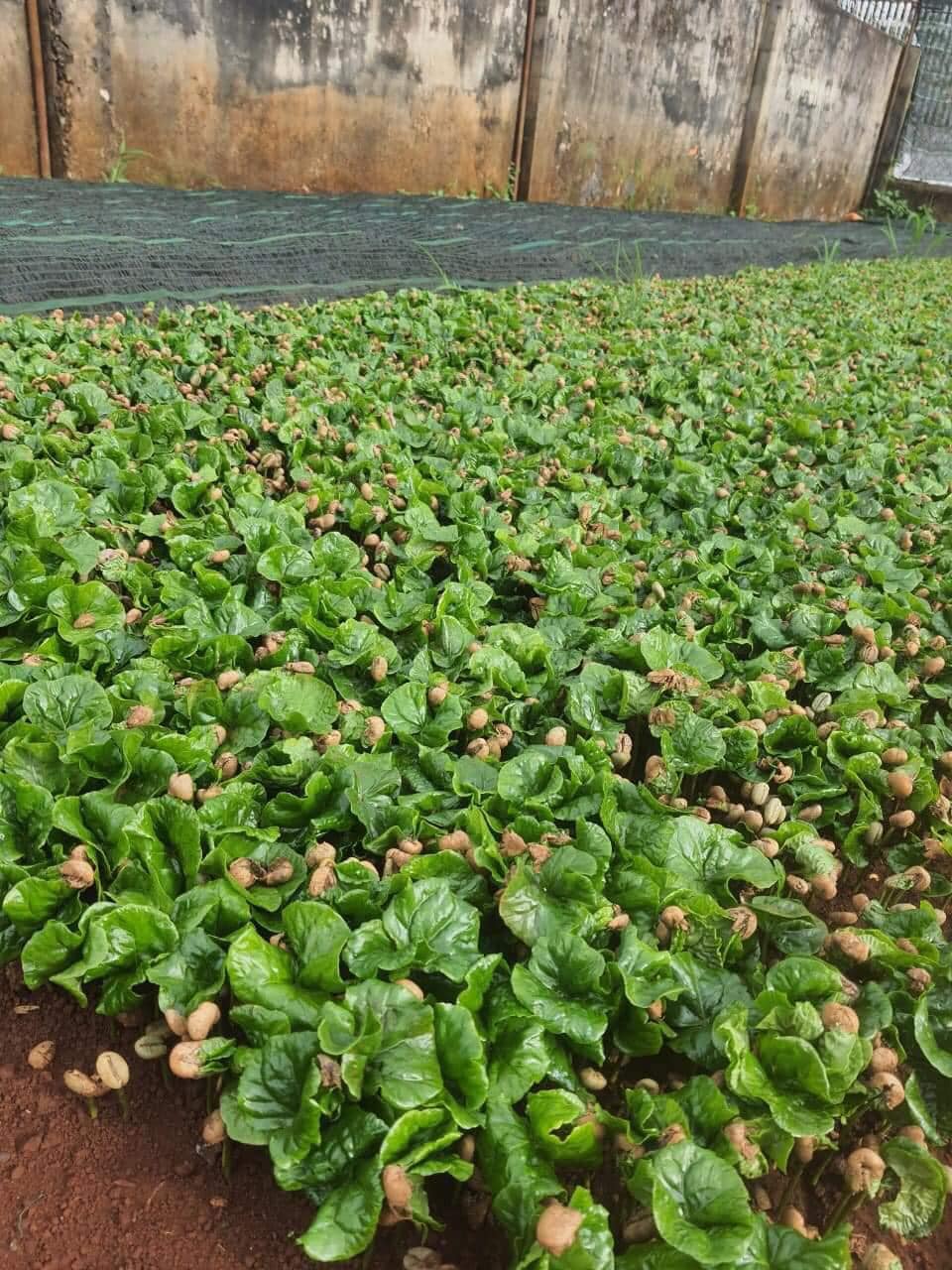 500gram hạt giống cà phê lá xoài
