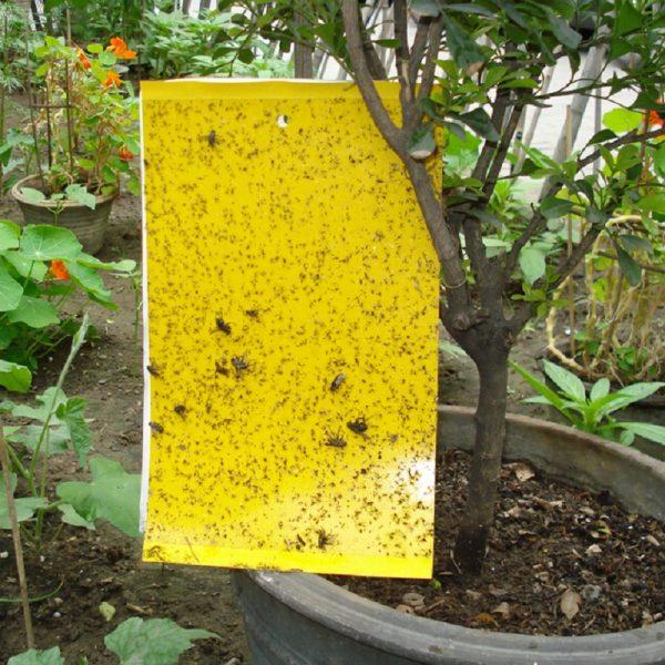 Bộ 10 miếng dán bẫy ruồi vàng côn trùng màu vàng 20x25 cm