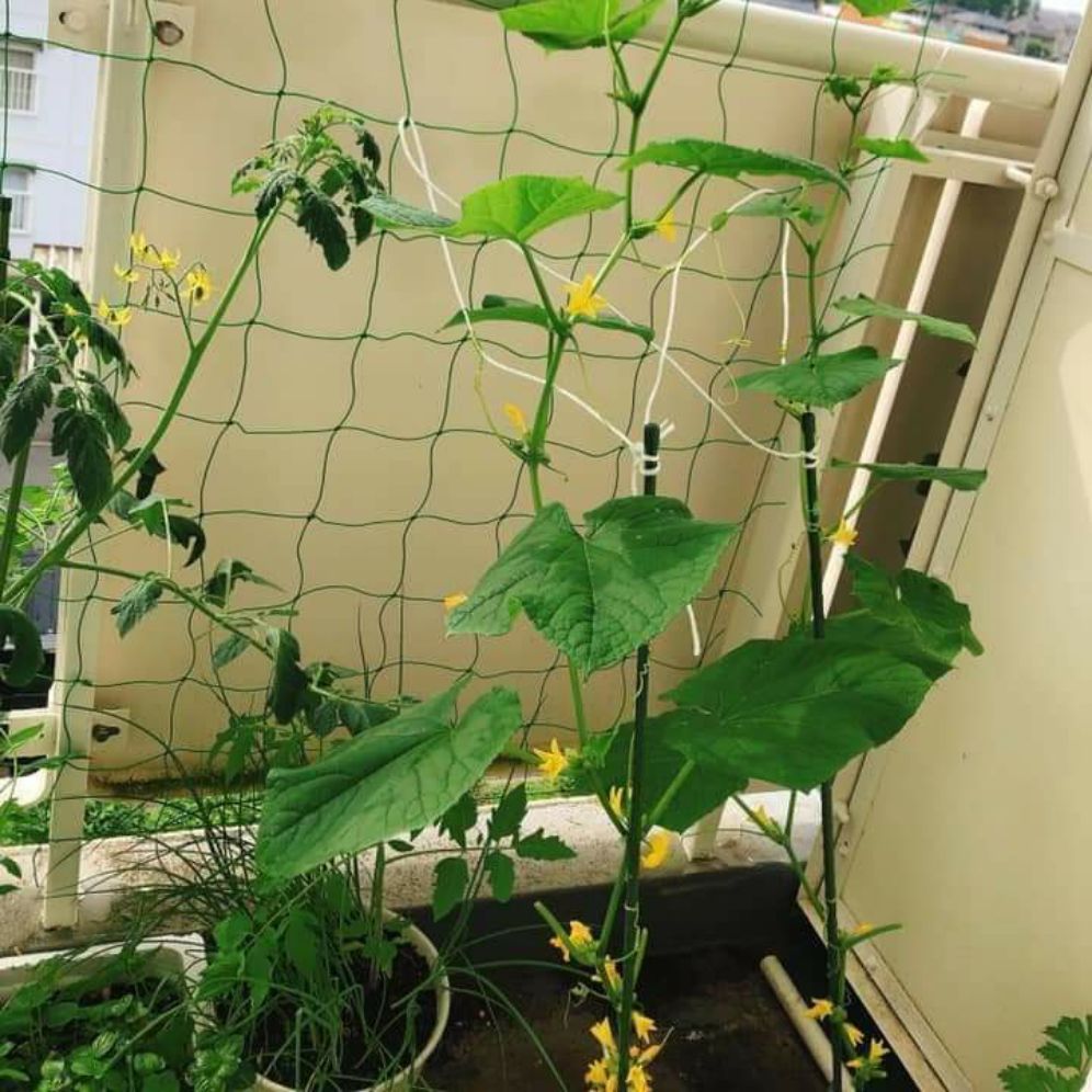 Lưới Giàn Cây Leo , Lưới Trồng Cây 2m x 4m