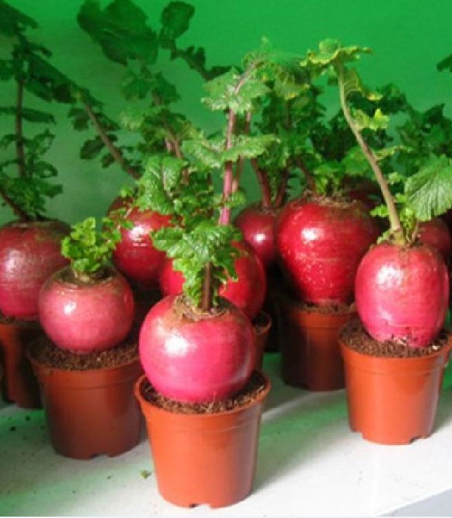 Hạt giống củ cải đỏ khổng lồ ( củ cải thần tài ) 10 hạt/gói