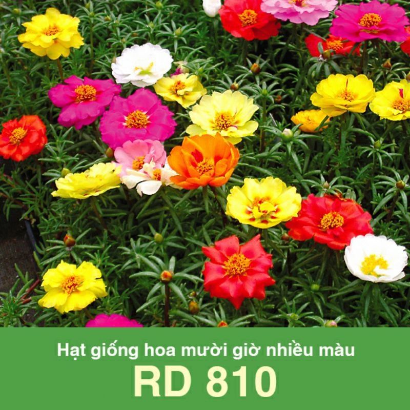 Hạt giống hoa mười giờ nhiều màu