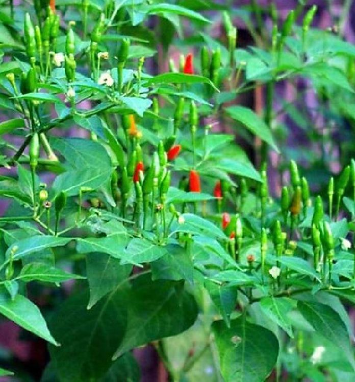 "Gói 0.1Gr Hạt " Hạt giống ỚT XIÊM Siêu Cay