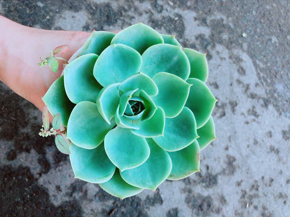 Chậu Sen Đá Xanh Đất