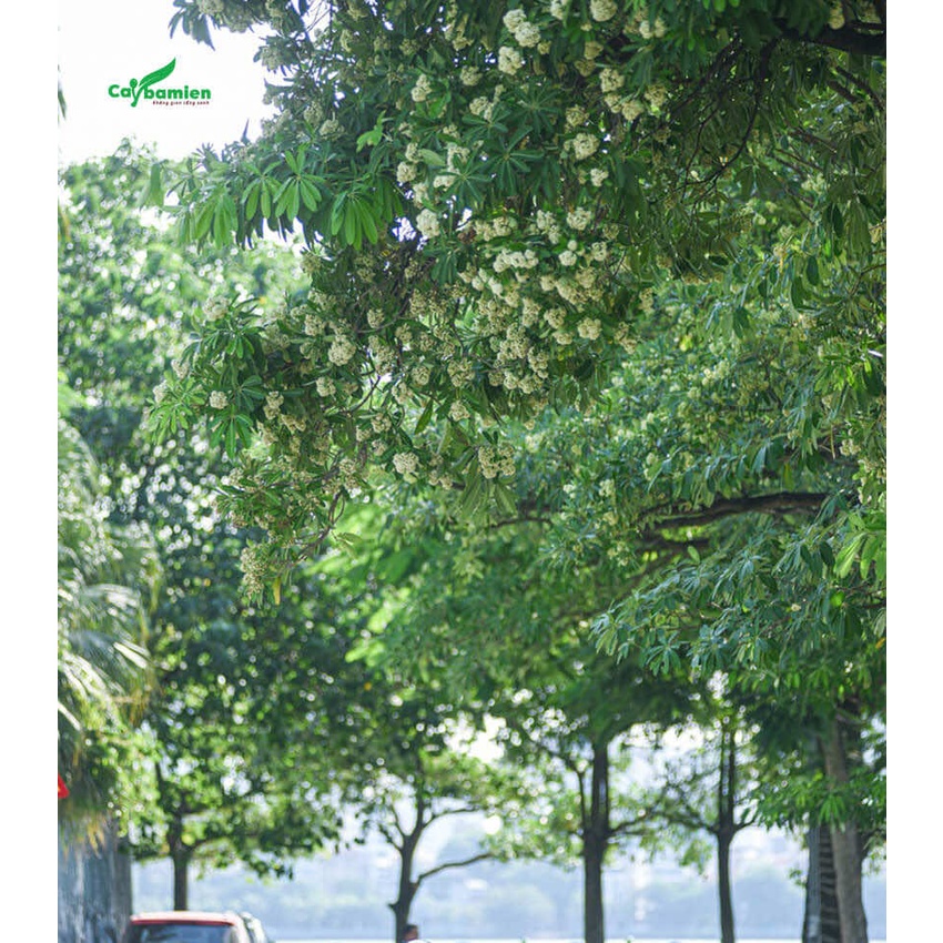 Cây giống hoa sữa (cây khẻo đẹp, được kiểm hàng)