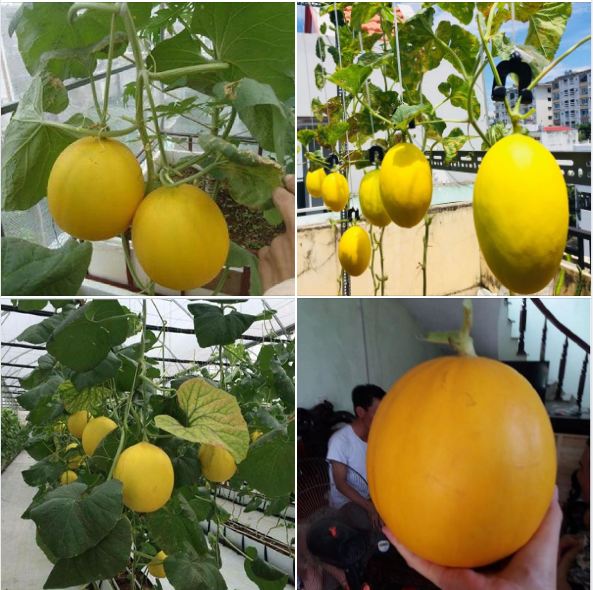 Hạt giống dưa Kim Cô Nương - Gói 10 Hạt