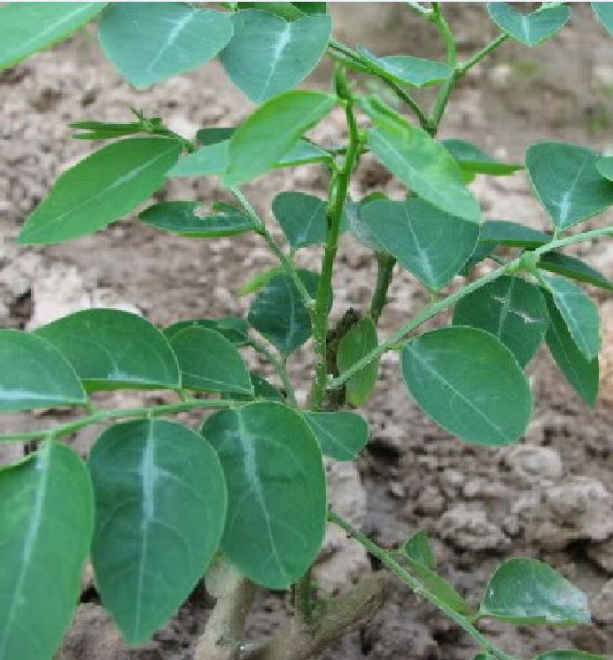 Hạt giống rau bồ ngót  - Gói 1gram