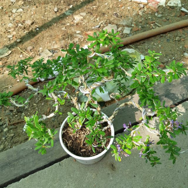 Linh Sam bonsai mini ( để bàn )