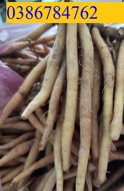 Củ ngải bún tươi 1kg