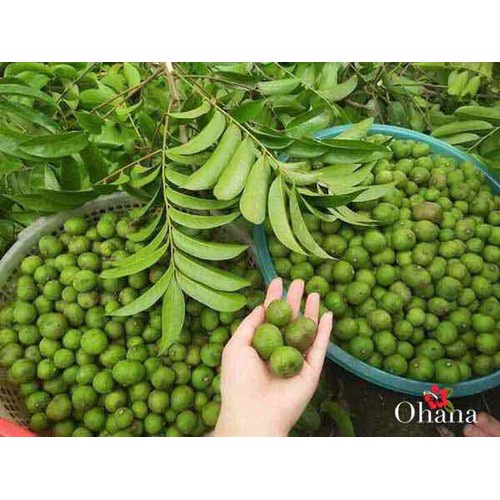 Hạt giống Cây Sấu dể trồng/Gói 5 hạt
