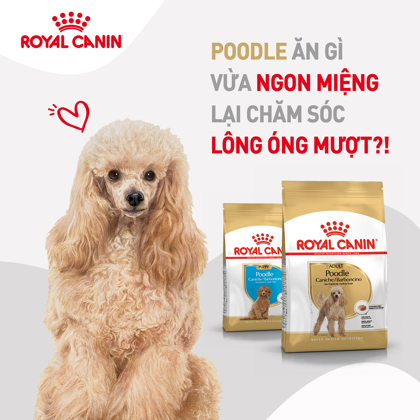 thức ăn hạt dành cho chó poodle adult hiệu royal canin