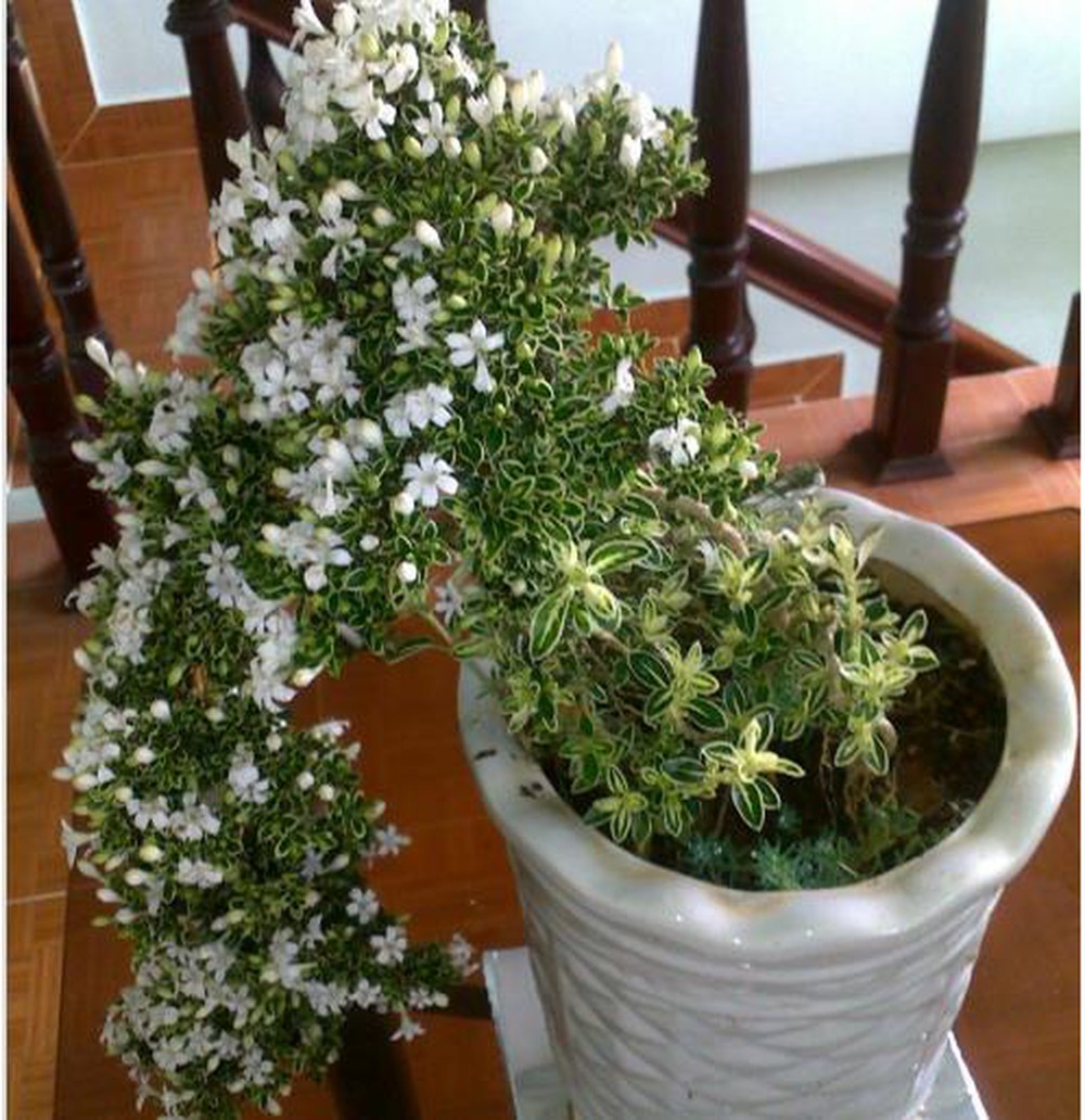 (FREESHIP Từ 50K) Cây bạch tuyết mai bonsai